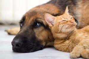 cane-e-gatto-convivenza