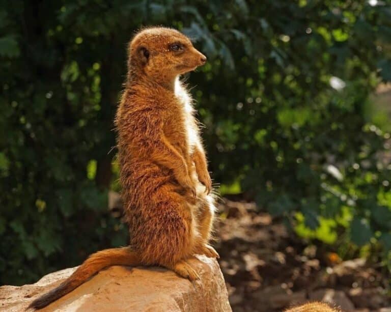 ¿Qué especie es considerada invasora para el planeta?